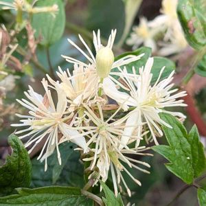 ボタンヅル,牡丹蔓,雑草,山野草,野草の画像
