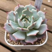 エケベリア,ストロベリーミルククラウン,多肉植物,鉢植え,エケベリア属の画像