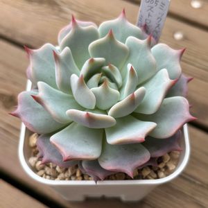エケベリア,ストロベリーミルククラウン,多肉植物,鉢植え,エケベリア属の画像