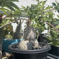 フォッケア・エデュリス,火星人,塊根植物,開花,コーデックスの画像