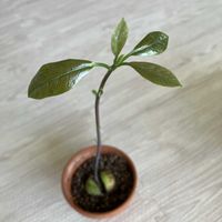アボカド,大きくなぁれの画像