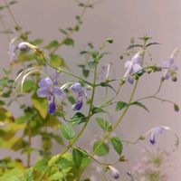 カリガネソウ,雁金草,生け花,ディスプレイ,散策さんぽの画像