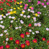 ポーチュラカ,ポーチュラカ,公園の画像