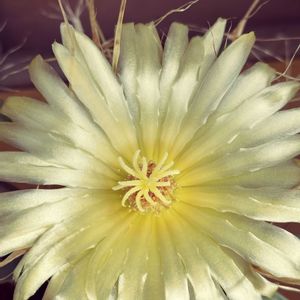 サボテン,魅惑の花サボテンの画像