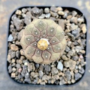 サボテン,ヒポガエア リザードスキン,多肉植物,コピアポア,deco +farmヒポガエアリザードスキンの画像