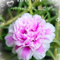 マツバボタン,松葉牡丹（八重咲き）,バラ咲きマツバボタン,マツバボタン・リトルマーメイド,小さな庭からの画像