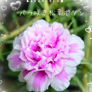 マツバボタン,松葉牡丹（八重咲き）,バラ咲きマツバボタン,マツバボタン・リトルマーメイド,小さな庭からの画像