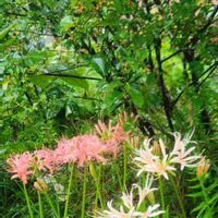 山野草,花のある暮らし,広い庭の画像