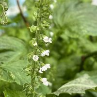 青紫蘇の花,地植え,花のある暮らし,自家製野菜,旬のものの画像