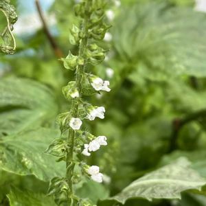 青紫蘇の花,地植え,花のある暮らし,自家製野菜,旬のものの画像