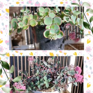 センニチコウ,ミセバヤ,黒法師,多肉植物,アエオニウム属の画像