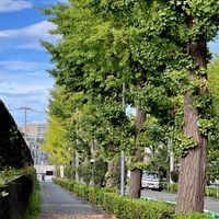銀杏,イチョウ,ギンナン,秋の気配,風の強い日の画像