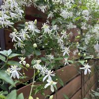 センニンソウ,裏庭,花のある暮らし,狭い裏庭の画像
