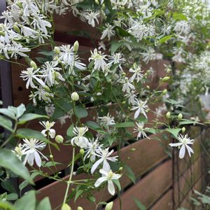 センニンソウ,裏庭,花のある暮らし,狭い裏庭の画像