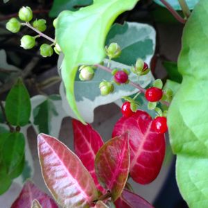 ハツユキカズラ,ハブランサス,ジュズサンゴ,鉢植え,癒しの画像