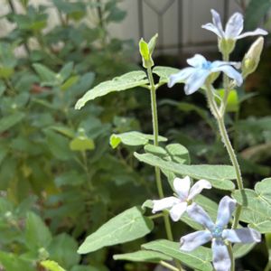 オキシペタラム ブルースター,庭の花,花壇の花,花のある暮らしの画像