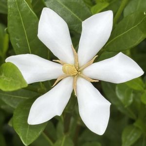 花のある暮らしの画像