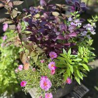 アンゲロニア,マツバボタン,アルテルナンテラ,ガーデンヒポエステス ピッピ,寄せ植えの画像