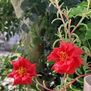 アメリカンブルー,マツバボタン,松葉牡丹（八重咲き）,ジニアクイーン,ウォーターポピーの画像
