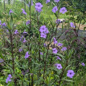 ルエリア,自宅庭にて,斑入りモンステラの新芽,花のある暮らし, シクラメンの画像