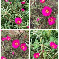 マツバボタン,花壇,可愛い,ご近所,和むの画像