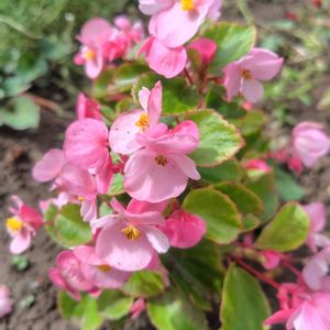 ベゴニア,花のある暮らし,植物のある暮らし,見頃の画像