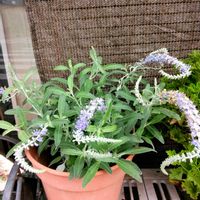 トウテイラン,✨今日のお花✨,可憐,嬉しいな,親バカの画像