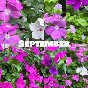 ニチニチソウ,ピンク,白い花,ピンクの花,花のある暮らしの画像