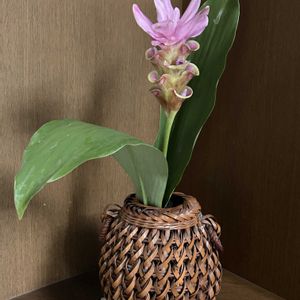 クルクマ,切り花,木曜日は桃色の画像