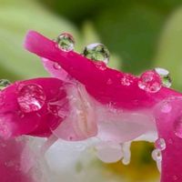 トレニア,夏菫,トレニア  夏すみれ,秋の気配,秋晴れの画像