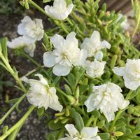ポーチュラカ,ヤモリ,夏の花,ツクツクボウシ,玄関アプローチの画像