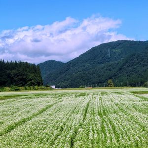 コウホネ,栗の木,ミズアオイ,蕎麦(そば)の花,ソバの畑の画像
