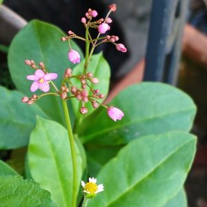 ハゼラン(さんじそう),ハキダメギク（掃溜め菊）,花散歩,花のある暮らし,植物のある暮らしの画像