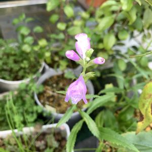 ハナトラノオ,ハナトラノオ,開花,可愛い,毎年恒例の画像