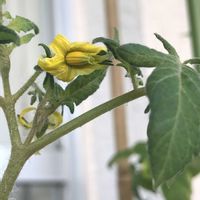 ミニトマト,ミニトマト,鉢植え,黄色の花,ナス科の画像