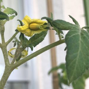 ミニトマト,ミニトマト,鉢植え,黄色の花,ナス科の画像