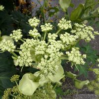 アシタバ,アシタバ,アシタバの花,散歩の画像