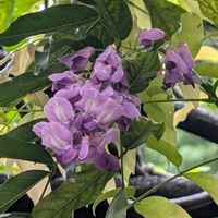 フジ,藤の花,ふじ棚,藤棚✨,散歩の画像