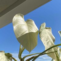 コルチカム,斑入りモンステラ,実家の庭,GSに感謝。,観葉植物のある暮らしの画像