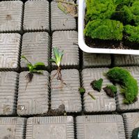 アガベ,植物のある暮らし,苔 (コケ), ビカクシダの画像