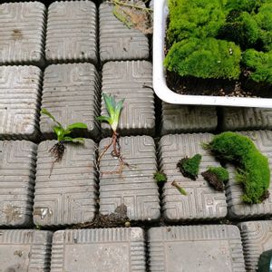 アガベ,植物のある暮らし,苔 (コケ), ビカクシダの画像