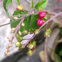 ジュズサンゴ,ジュズサンゴ（赤玉）,ジュズサンゴ黄玉,我が家のお花,おうち園芸の画像