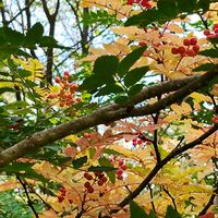 サンショウ,(実),木の実,山野草,野草の画像