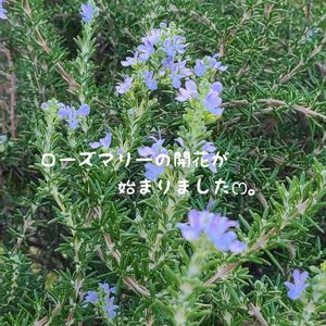 ローズマリー,今庭,ガーデニング,ナチュラルガーデン,お庭の画像