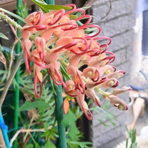 グレビレア ロビンゴードン,クレロデンドルムブルーウィング,鉢植え,花のある暮らし,オーストラリア原産の画像
