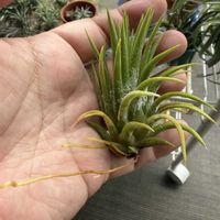 チランジア,イオナンタ,エアプランツの画像
