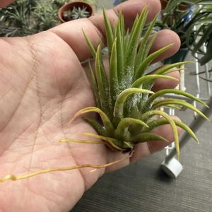 チランジア,イオナンタ,エアプランツの画像