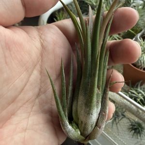 チランジア,イオナンタ,エアプランツの画像
