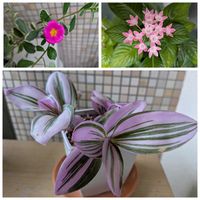 観葉植物,植物のある暮らし,植物大好き,種まきから育てる,平和を願う☆の画像