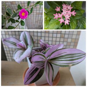 観葉植物,植物のある暮らし,植物大好き,種まきから育てる,平和を願う☆の画像